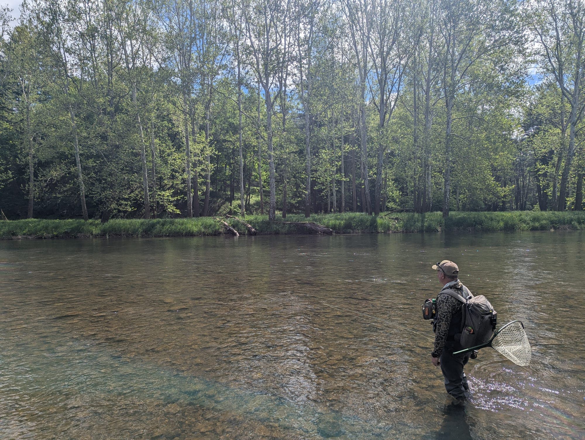 An angler wading a wooded Pennsylvania creek, net in hand, fishing the Sinnemahoning.